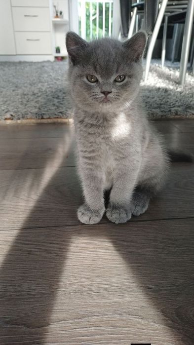 Мъжко британско коте