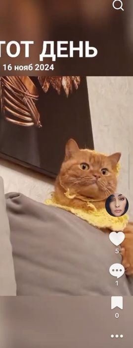 Отдам кота в добрые руки