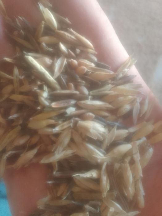 Зерноотходы колосок