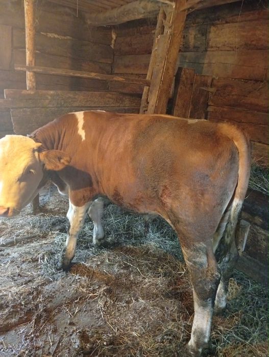 Vițel de vânzare între 220-230 de kg avem și mai mici