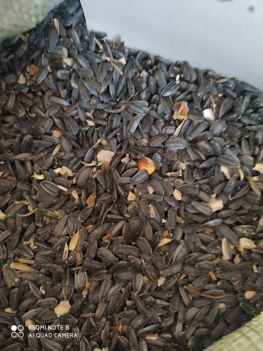 Продам кукуруза 180тг/кг