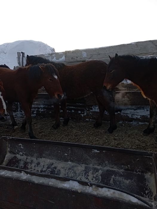 Тайлар на согым с откорма