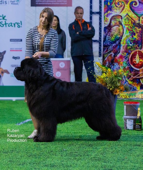 Щенок Ньюфаундленда