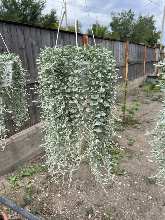 Продам дихондру и гортензию
