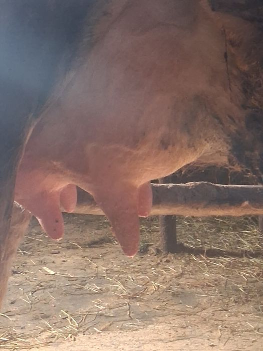 Vacă  cu vițel de vinzare