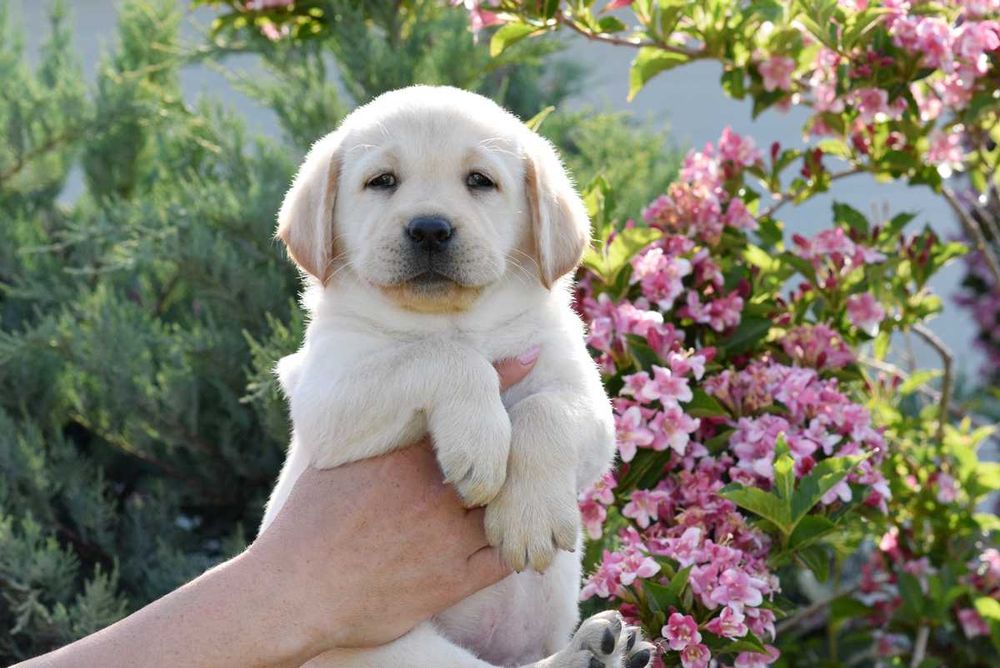 Labrador Retriever galben