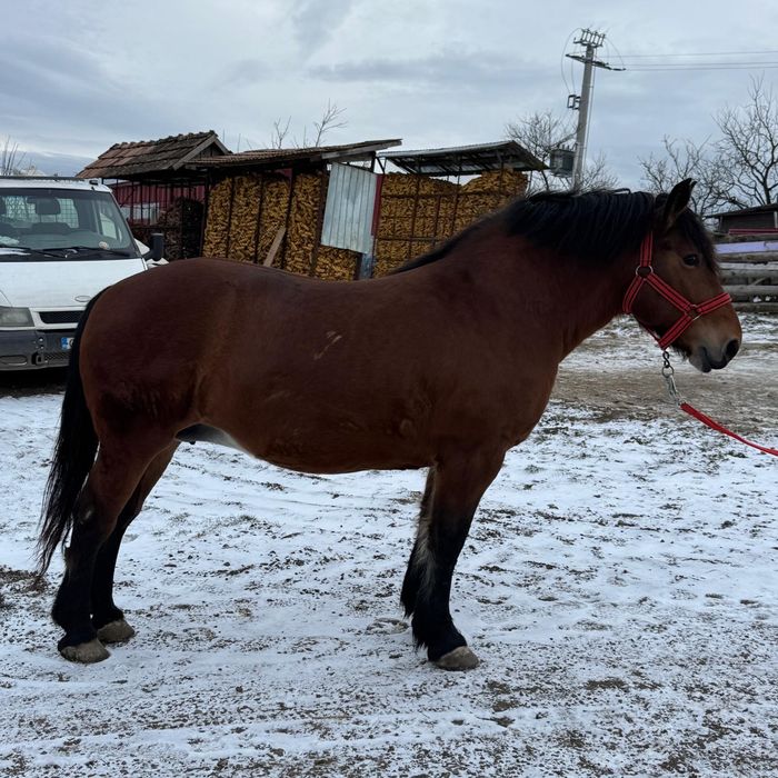 Iapa murga de vanzare