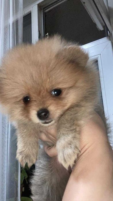 Щенки померанского шпица