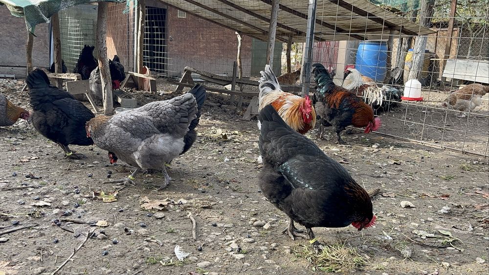 Gaini si cocoși Marans