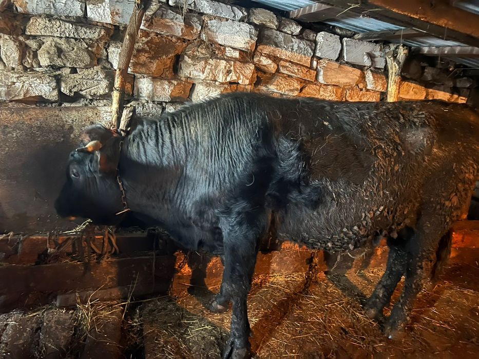 Бұқа 2 жасар семіз