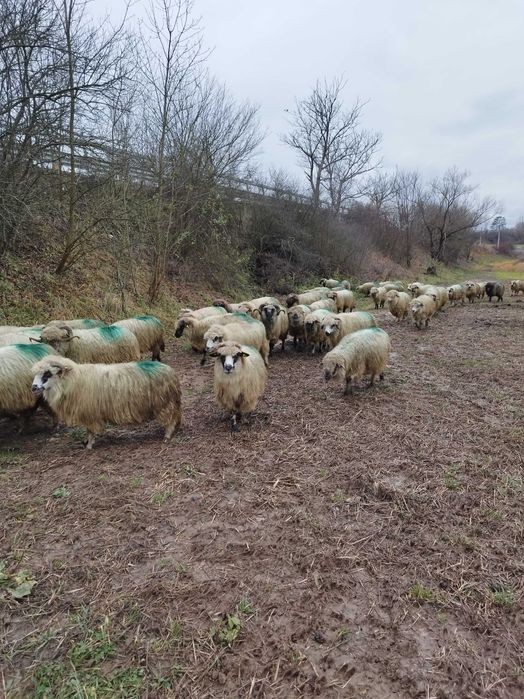 Vând oi cu miei.