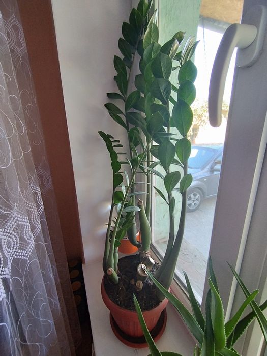 Продам долларовое дерево