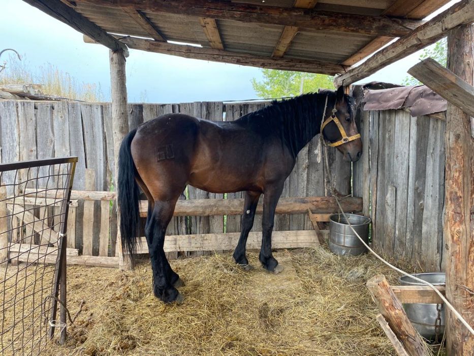 Кинотеатрдағы Марк Дорсельмен порно