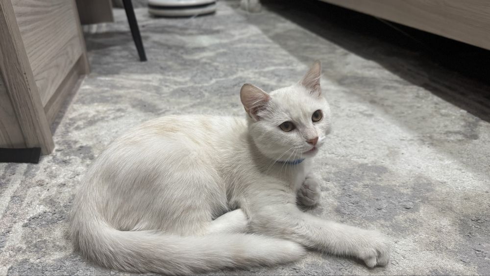 Отдам кота Скотиш страйд 4 месяца