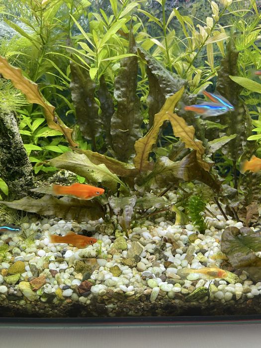 Аквариумные рыбы цихлазома