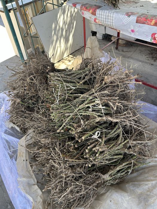 Роза гүл көшеті сатылады бағасы 500тг