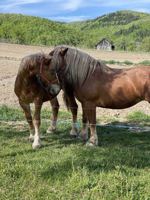 Doua iepe si doi manji de vanzare