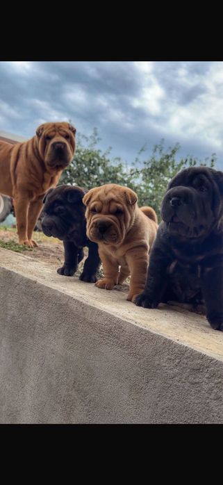 Pui câine   SharPei