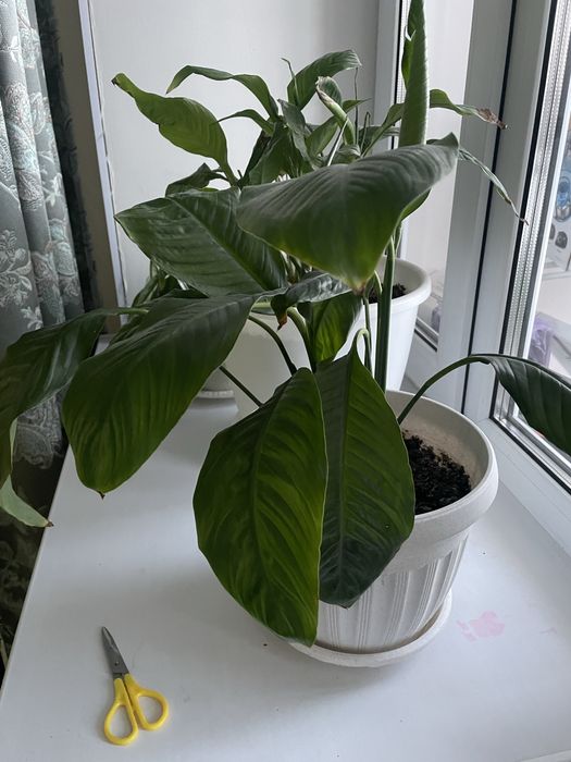 Продам комнатные цветы СРОЧНО