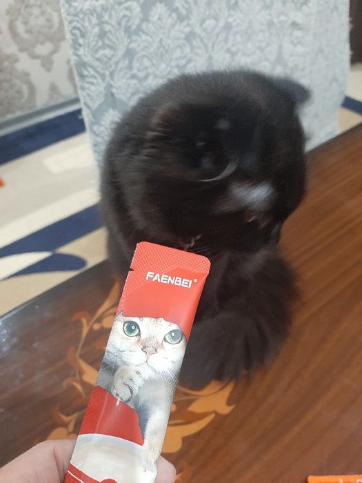 Скоттиш  фолд  мушук сотилади