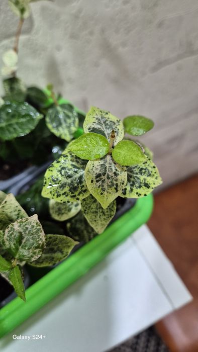 Трахелоспермум Триколор