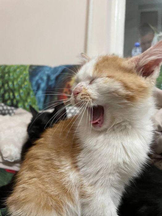 Отдам котят в добрые руки