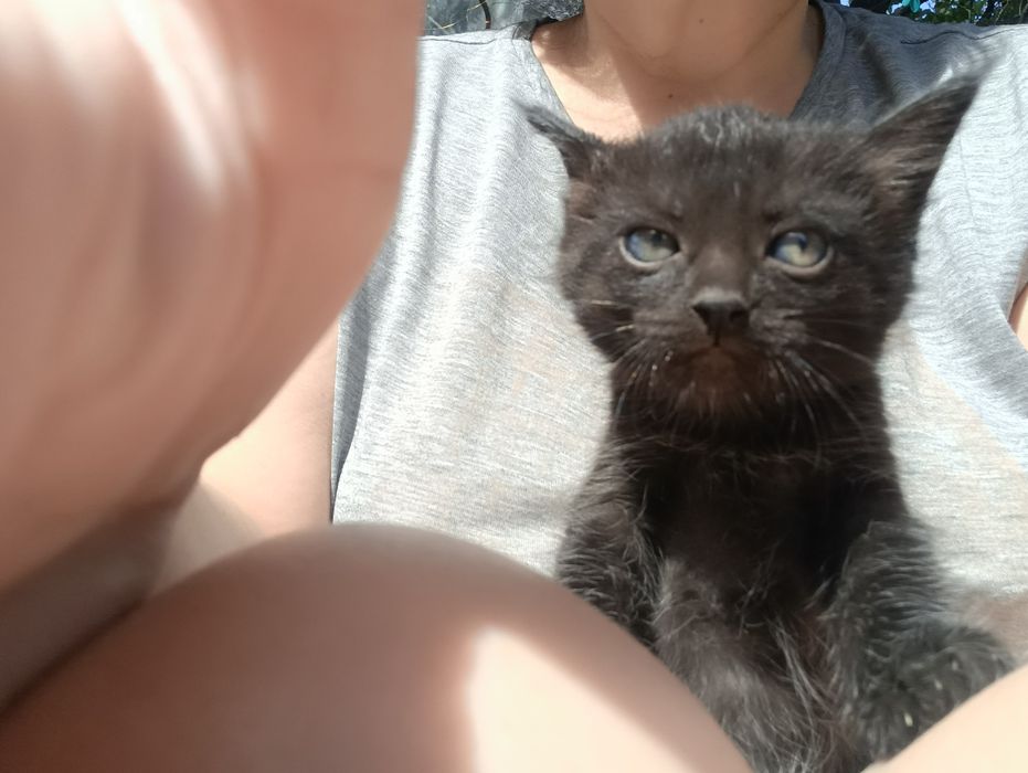 Котята месяц породистые