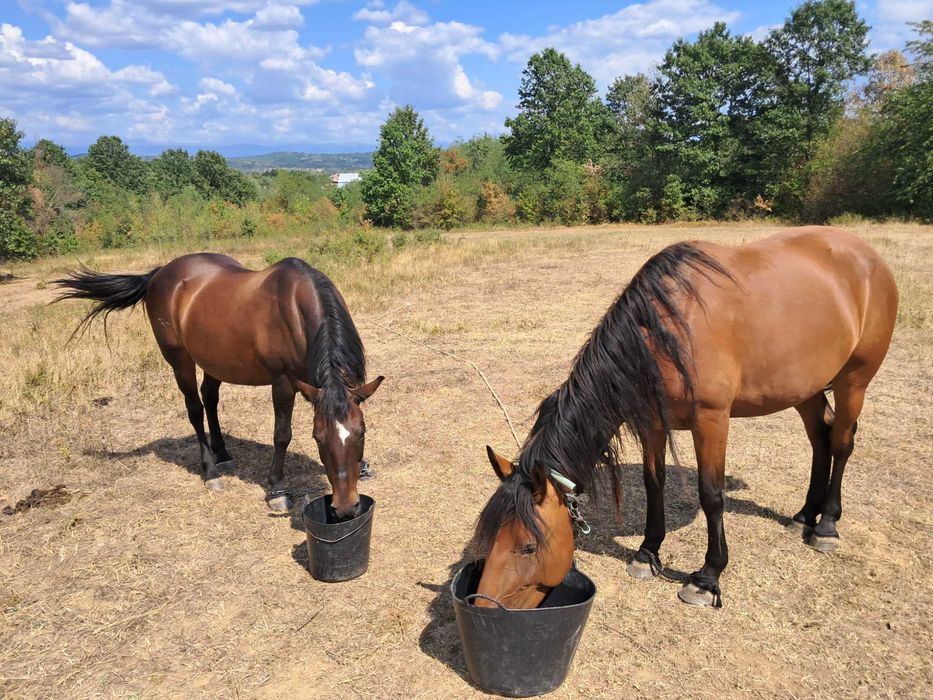 Vând iapă vârstă 4 ani
