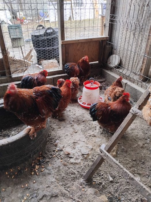 Cochinchina porțelan