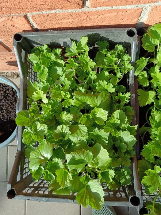 Рассада цветов герани колеусы