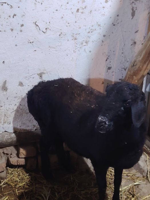 Bug'oz qoylar sotiladi