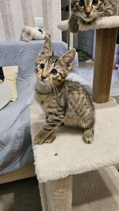 Котята три месяца