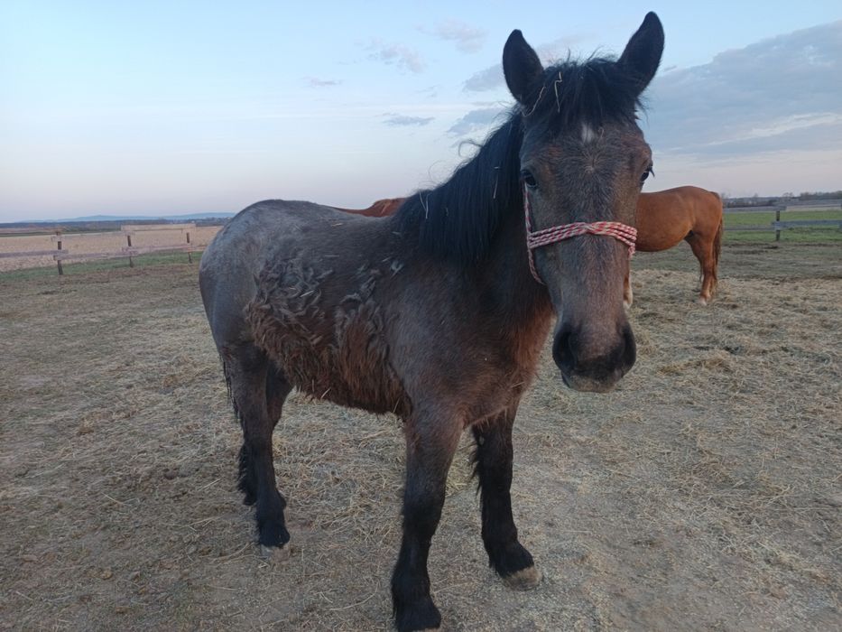 Vând o mânză de un an
