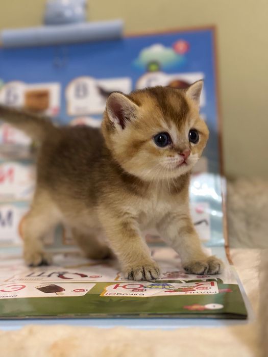 Продается котенок Шиншила ny25