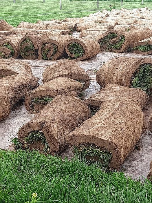 Газон уруглари ва тайёр рулонларини экиш билан шугулланамиз.