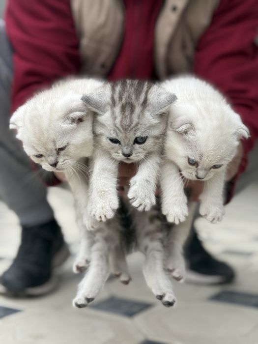 Котята вислоушки