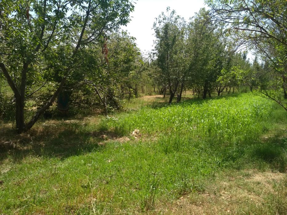 Tiraqurgon, past naymanchada Bog, gilos, hurmo, terak daraxtlari bor