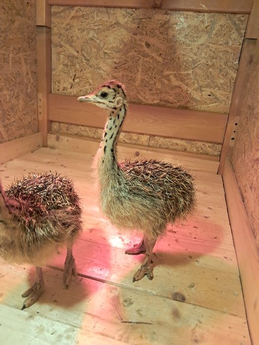 Pui de struț african