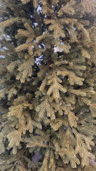 Продам елку 2,4 м