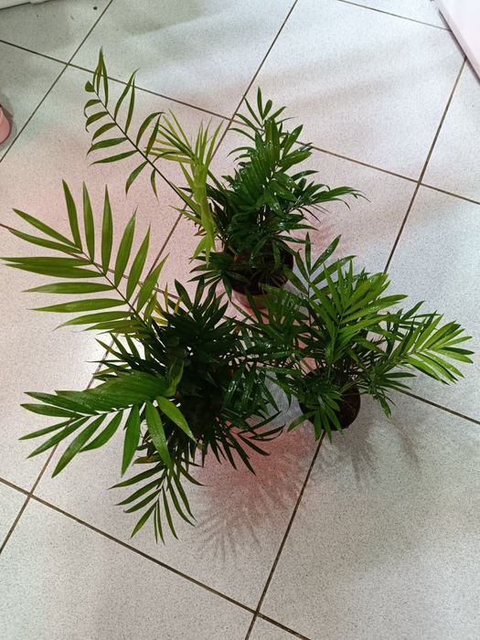 Комнатные цветы 8 марта