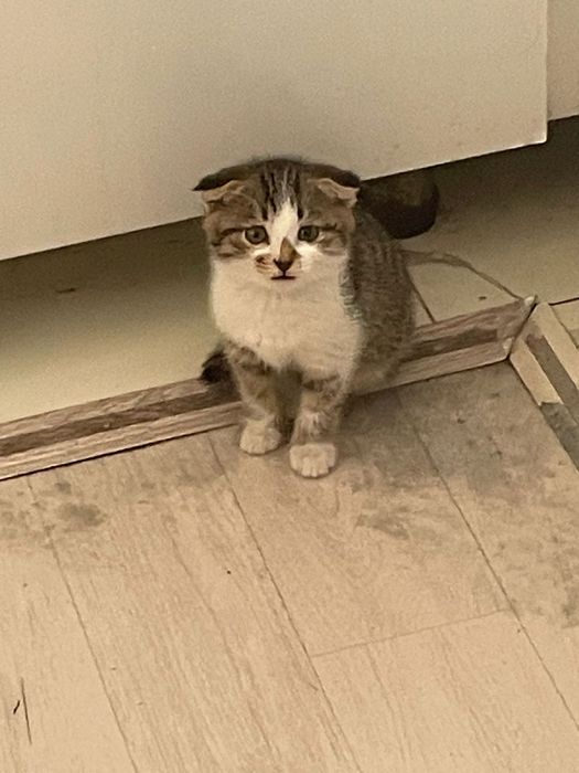 Кішкентай мысықққққ