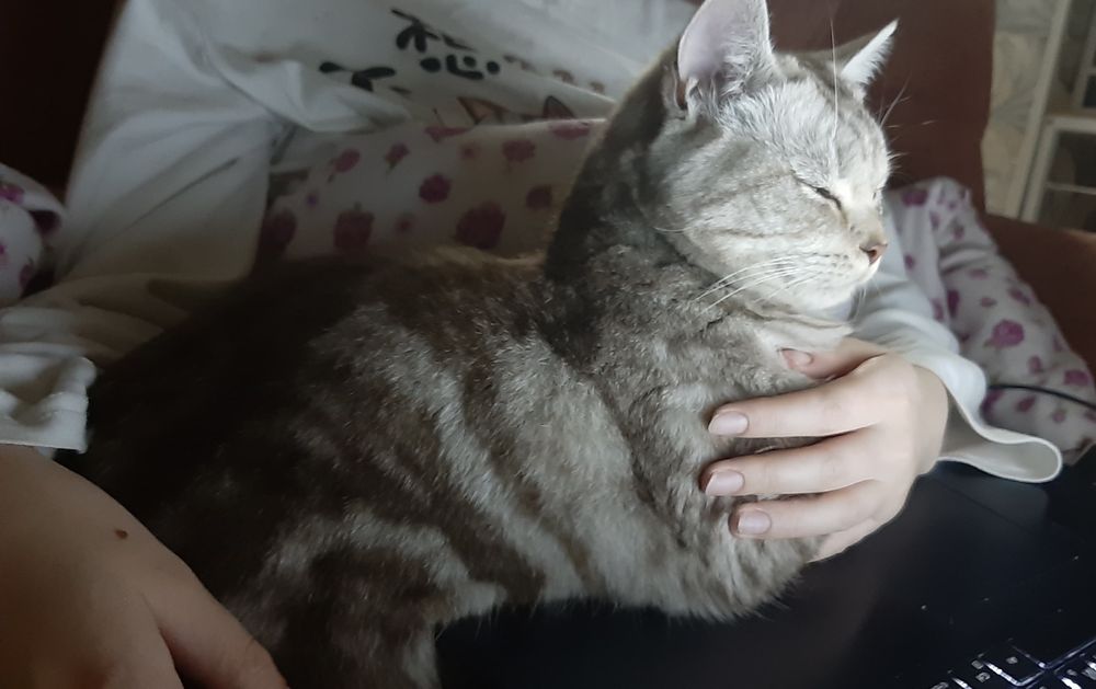 Ласковый котик в добрые руки