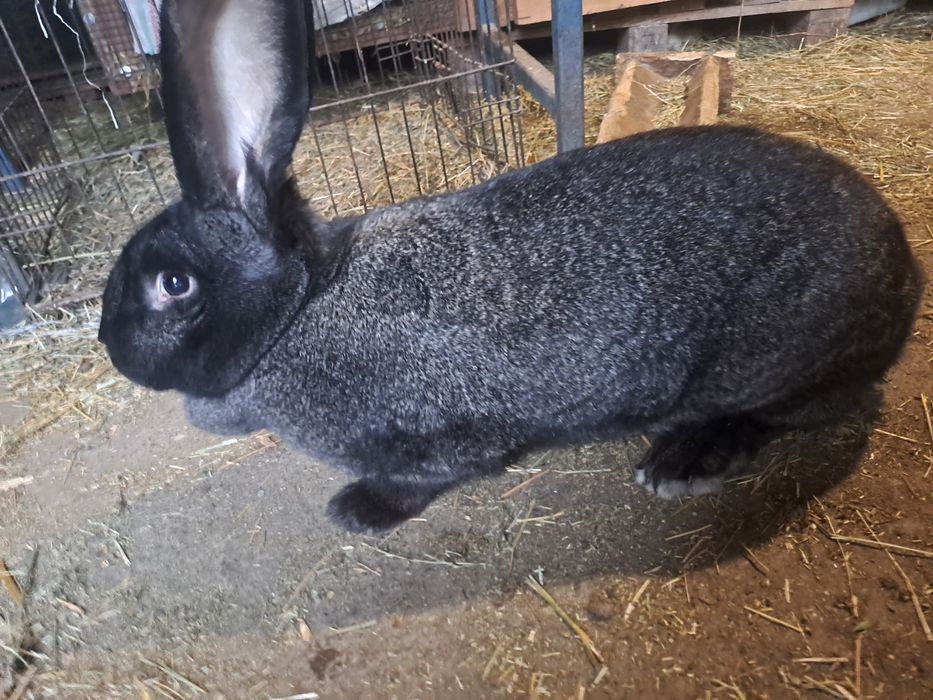 Vand femela Urias German