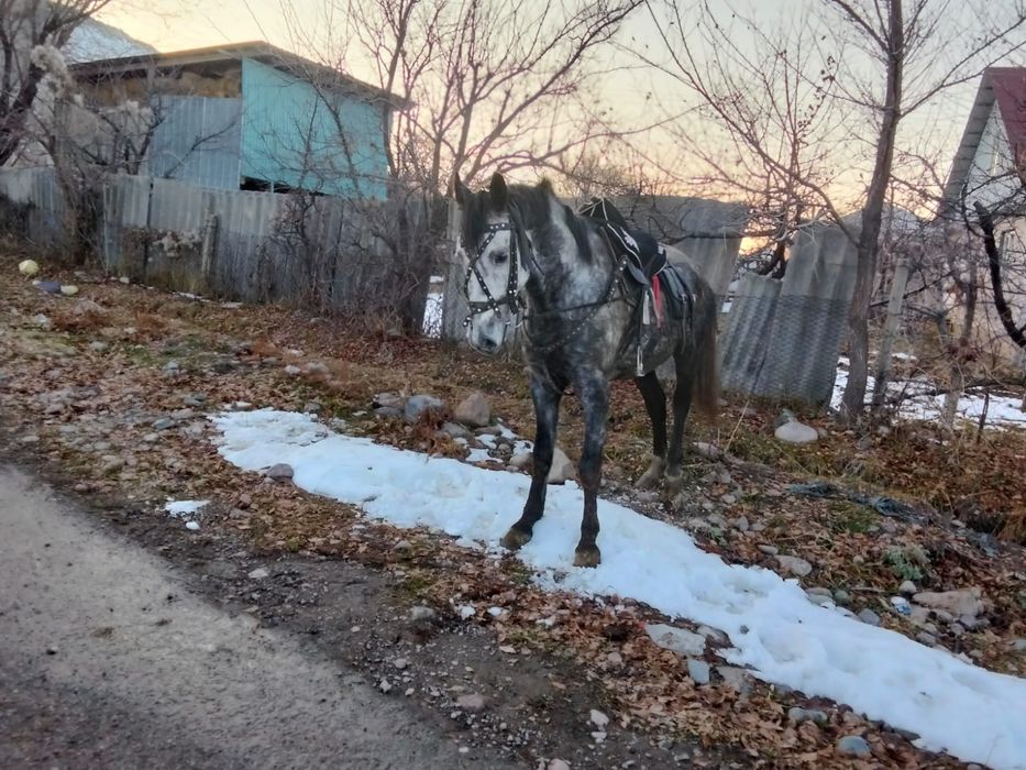 Продается жеребец