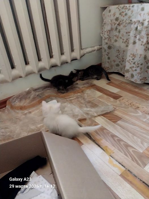 Отдам котят в добрые,заботливые руки,домашние. Звонить по номеру 90 71