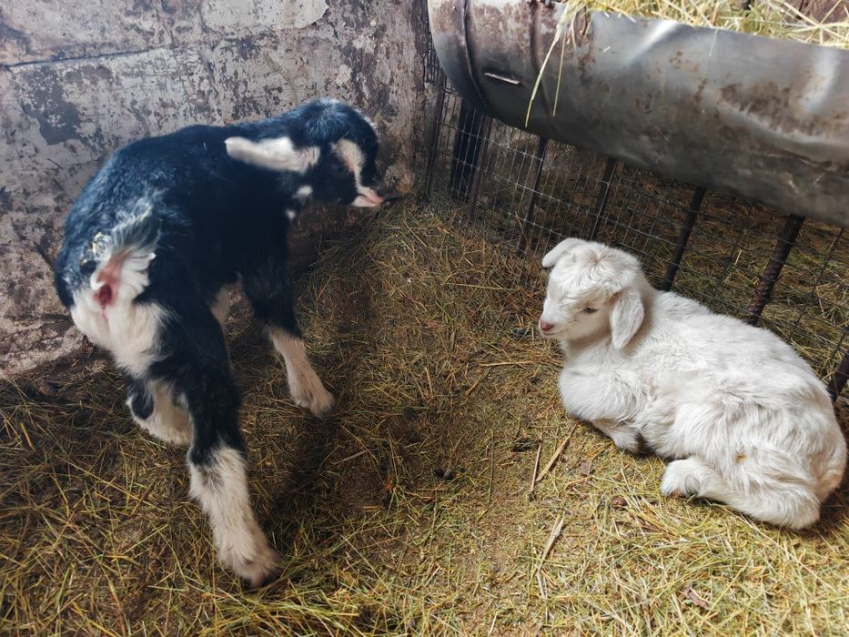 Срочно продам козлят