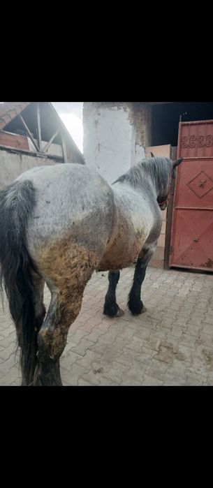 Iapa de 7ani garantat