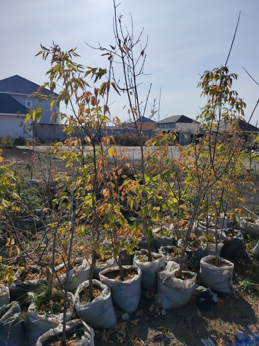 Тополя, тополь, клен