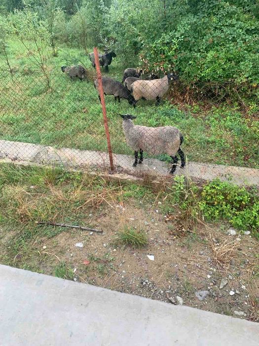 Vand oi si berbeci rasa Romanov