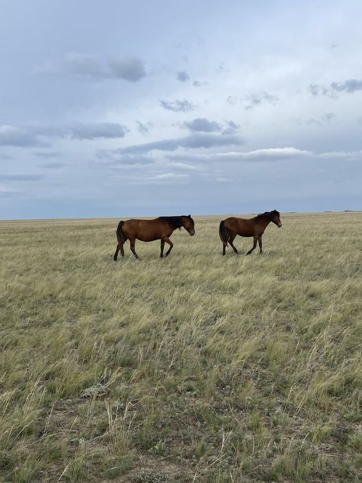 Продам косяк лошодей